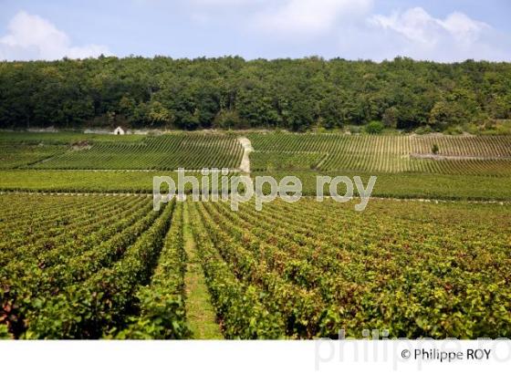 Vignoble de Bourgogne, Pernand Vergelesses (21V00409.jpg)