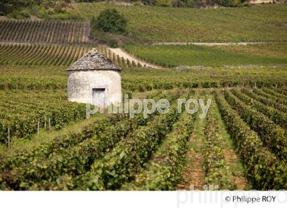 Vignoble de Bourgogne, Pernand Vergelesses (21V00410.jpg)