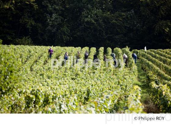 Vendanges, Bourgogne, Pernand Vergelesses (21V00412.jpg)