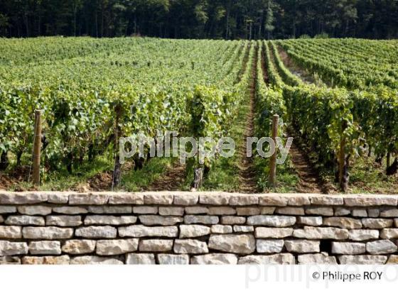 Vignoble de Bourgogne, Pernand Vergelesses (21V00413.jpg)