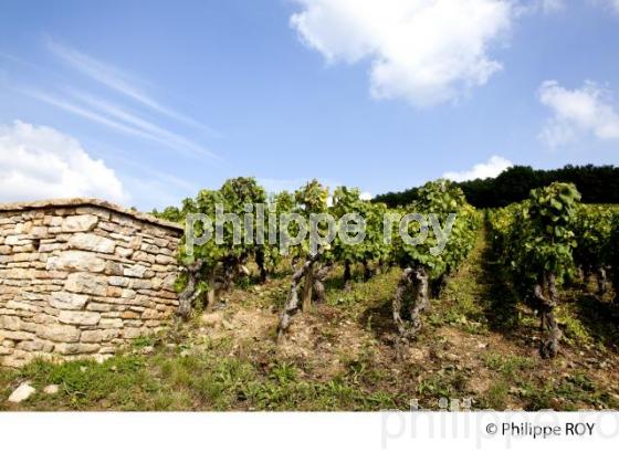 Vignoble de Bourgogne, Pernand Vergelesses (21V00414.jpg)