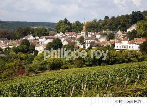 Vignoble de Bourgogne, Pernand Vergelesses (21V00415.jpg)
