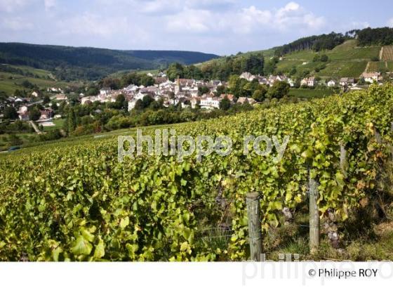 Vignoble de Bourgogne, Pernand Vergelesses (21V00416.jpg)
