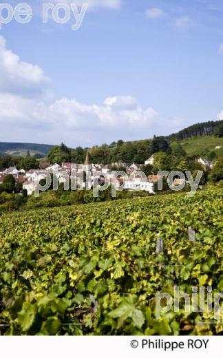 Vignoble de Bourgogne, Pernand Vergelesses (21V00417.jpg)