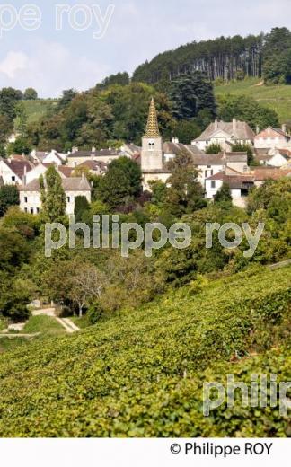 Vignoble de Bourgogne, Pernand Vergelesses (21V00418.jpg)