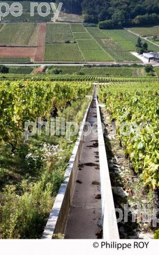 Vignoble de Bourgogne, Pernand Vergelesses (21V00419.jpg)