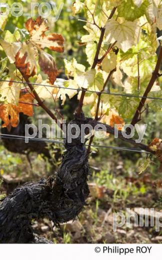 Vignoble de Bourgogne, Pernand Vergelesses (21V00420.jpg)