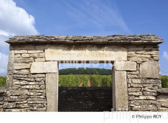 Vignoble de Bourgogne, Pernand Vergelesses (21V00428.jpg)