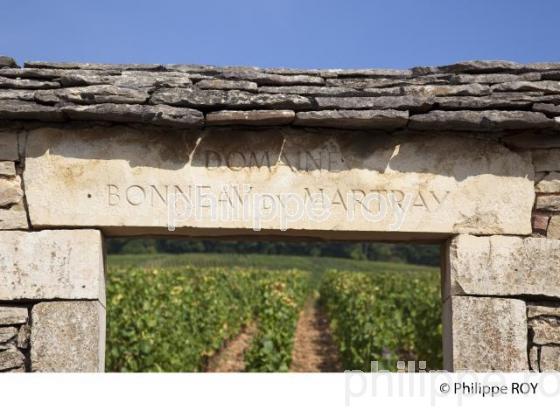 Vignoble de Bourgogne, Pernand Vergelesses (21V00429.jpg)