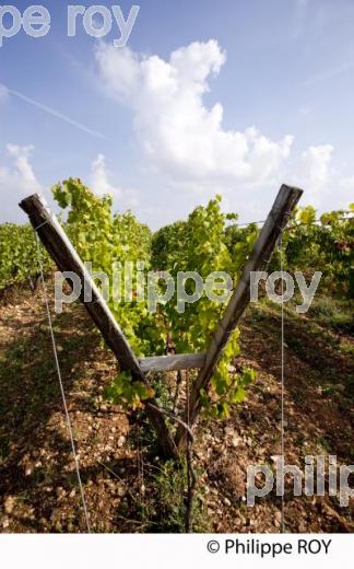 Vigne lyre, Vignoble de Bourgogne, (21V00437.jpg)
