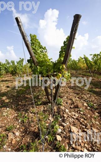 Vigne lyre, Vignoble de Bourgogne, (21V00438.jpg)