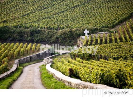 Vignoble de Bourgogne, Vosne Romanee (21V00502.jpg)