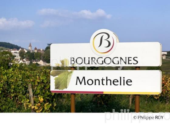 Vignoble de Bourgogne, Monthelie (21V00518.jpg)