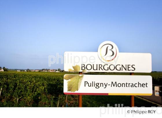Vignoble de Bourgogne, Puligny Montrachet (21V00523.jpg)