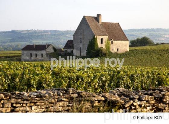 Vignoble de Bourgogne, Puligny Montrachet (21V00524.jpg)