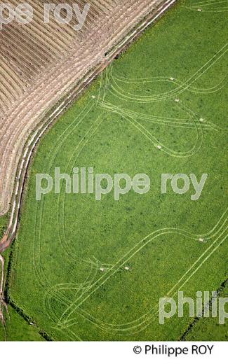 AGRICULTURE, VALLEE DU TAURION, COMMUNE DE PMONTBOUCHER, CREUSE,  LIMOUSIN. (23F00538.jpg)