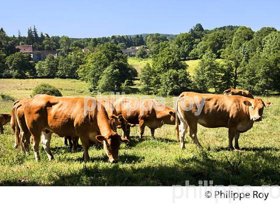 VACHE, RACE LIMOUSINE,  ELEVAGE BOVIN, PLATEAU DE MILLEVACHES, CREUSE, LIMOUSIN. (23F00611.jpg)