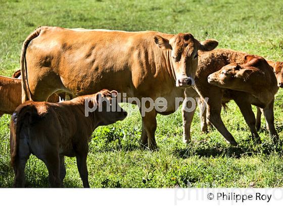 VACHE, RACE LIMOUSINE,  ELEVAGE BOVIN, PLATEAU DE MILLEVACHES, CREUSE, LIMOUSIN. (23F00614.jpg)