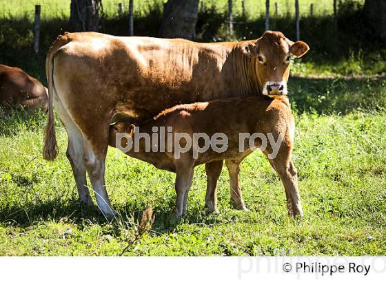 VACHE, RACE LIMOUSINE,  ELEVAGE BOVIN, PLATEAU DE MILLEVACHES, CREUSE, LIMOUSIN. (23F00616.jpg)