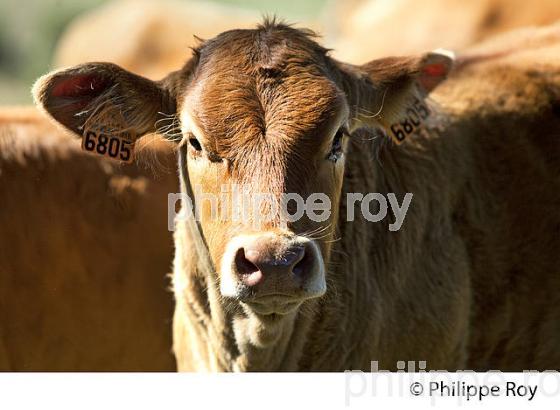 VACHE, RACE LIMOUSINE,  ELEVAGE BOVIN, PLATEAU DE MILLEVACHES, CREUSE, LIMOUSIN. (23F00619.jpg)