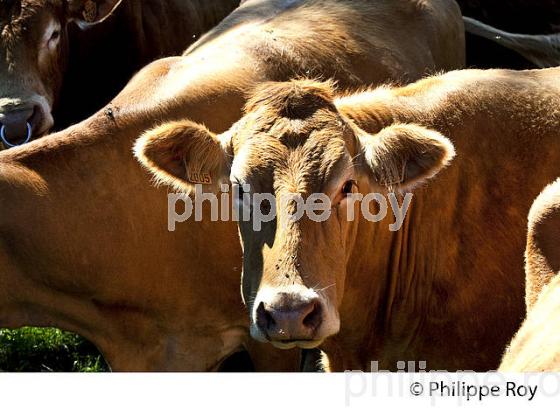 VACHE, RACE LIMOUSINE,  ELEVAGE BOVIN, PLATEAU DE MILLEVACHES, CREUSE, LIMOUSIN. (23F00620.jpg)