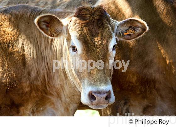 VACHE, RACE LIMOUSINE,  ELEVAGE BOVIN, PLATEAU DE MILLEVACHES, CREUSE, LIMOUSIN. (23F00622.jpg)