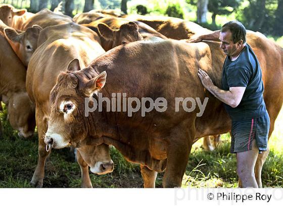 VACHE, RACE LIMOUSINE,  ELEVAGE BOVIN, PLATEAU DE MILLEVACHES, CREUSE, LIMOUSIN. (23F00629.jpg)