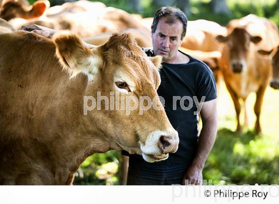 VACHE, RACE LIMOUSINE,  ELEVAGE BOVIN, PLATEAU DE MILLEVACHES, CREUSE, LIMOUSIN. (23F00630.jpg)