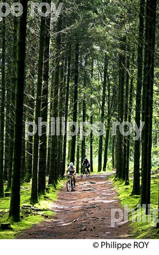 FORET, SAPIN DOUGLAS, PUY MAUPUY,  MONTS DE GUERET, CREUSE, LIMOUSIN. (23F01240.jpg)