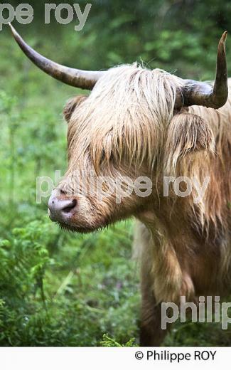 ELEVAGE, VACHE HIHLAND,    PLATEAU  DE MILLEVACHES, CREUSE. (23F01829.jpg)