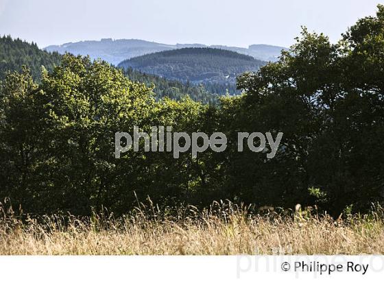 GITE INSOLITE,  PLATEAU  DE MILLEVACHES, CREUSE. (23F01918.jpg)