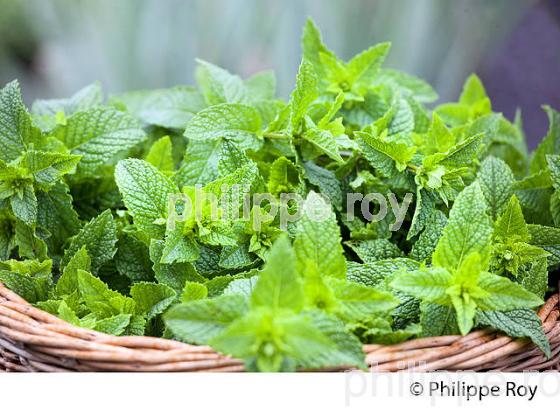 NATOREL, PLANTES AROMATIQUES,  PLATEAU  DE MILLEVACHES, CREUSE. (23F01920.jpg)