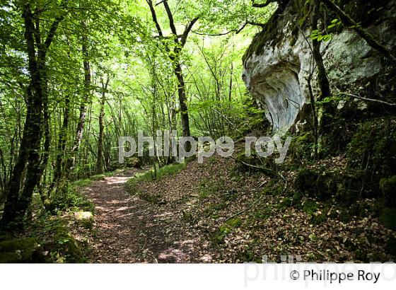 GROTTE DE BERNIFAL, LES EYZIES, PREHISTOIRE, PERIGORD NOIR, DORDOGNE (24F03509.jpg)
