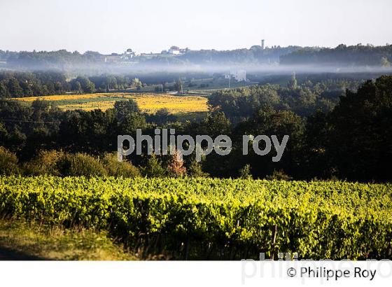 VIGNES AOC MONBAZILLAC, VIGNOBLE DE BERGERAC, PERIGORD, DORDOGNE, FRANCE (24F05315.jpg)