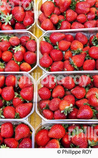 FRAISES DU PERIGORD, PERIGORD NOIR , VALLEE DE LA  DORDOGNE. (24F09708.jpg)