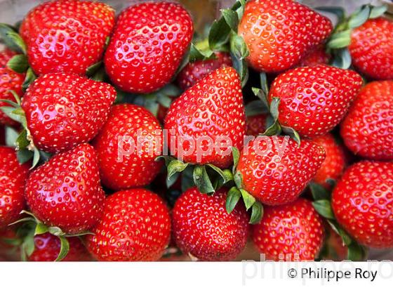 FRAISES DU PERIGORD, PERIGORD NOIR , VALLEE DE LA  DORDOGNE. (24F09710.jpg)