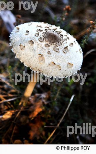 CHAMPIGNONS, FORET DE LA DOUBLE, GIRONDE. (24F09818.jpg)