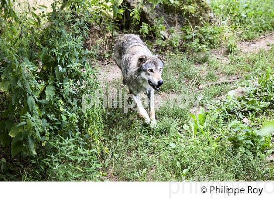 LE LOUP,  PARC ANIMALIER DU THOT, VALLE DE LA VEZERE, DORDOGNE. (24F10109.jpg)