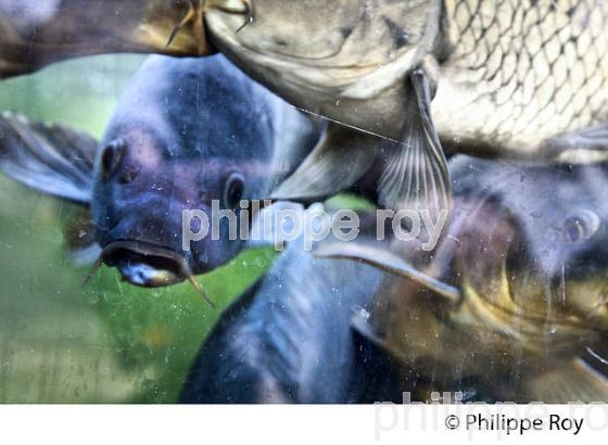 AQUARIUM DU PERIGORD NOIR, LE BUGUE, VALLEE DE LA VEZERE. (24F10639.jpg)