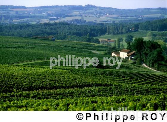 Vignoble de Bergerac (24V00111.jpg)