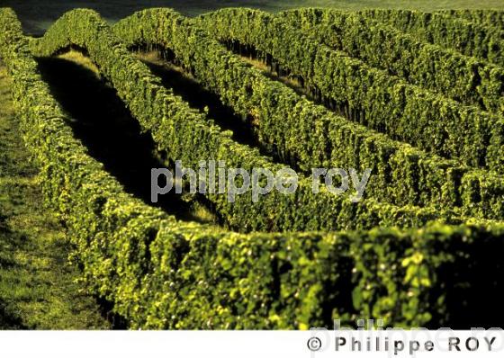 Le vignoble de Dordogne (24V00202.jpg)