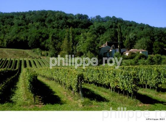 Le vignoble de Dordogne (24V00203.jpg)