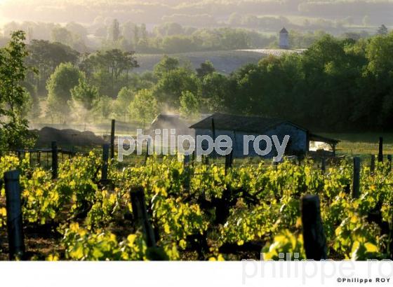 Le vignoble de Dordogne (24V00204.jpg)