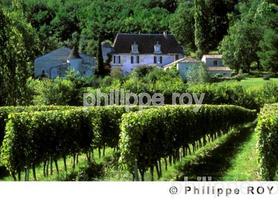 Le vignoble de Dordogne (24V00212.jpg)