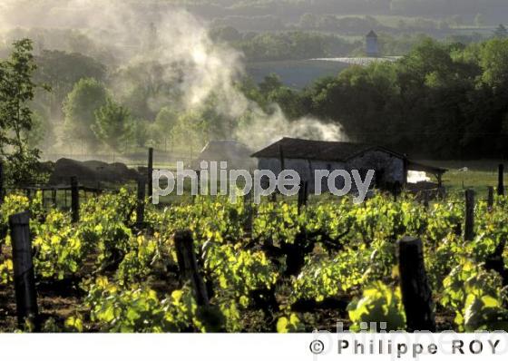 Le vignoble de Dordogne (24V00219.jpg)
