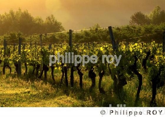 Le vignoble de Dordogne (24V00223.jpg)