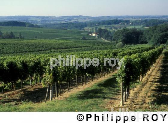 Vignoble de Bergerac (24V00229.jpg)