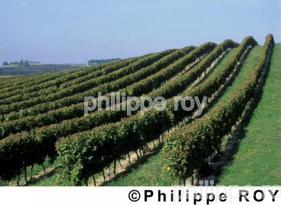 Vignoble de Bergerac (24V00230.jpg)
