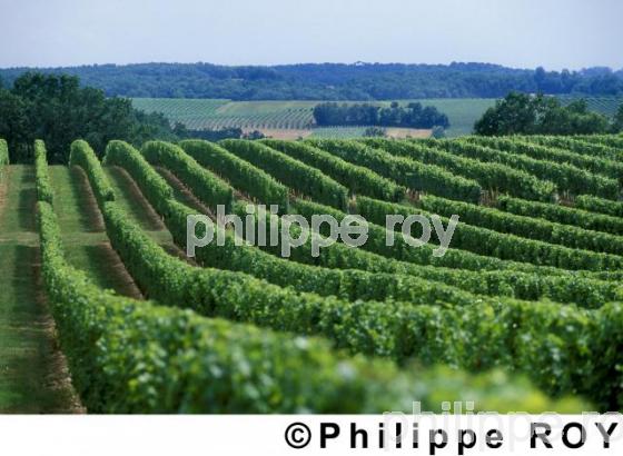 Vignoble de Bergerac (24V00235.jpg)