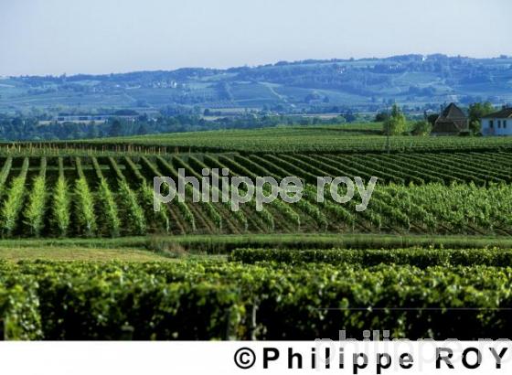 Vignoble de Bergerac (24V00240.jpg)